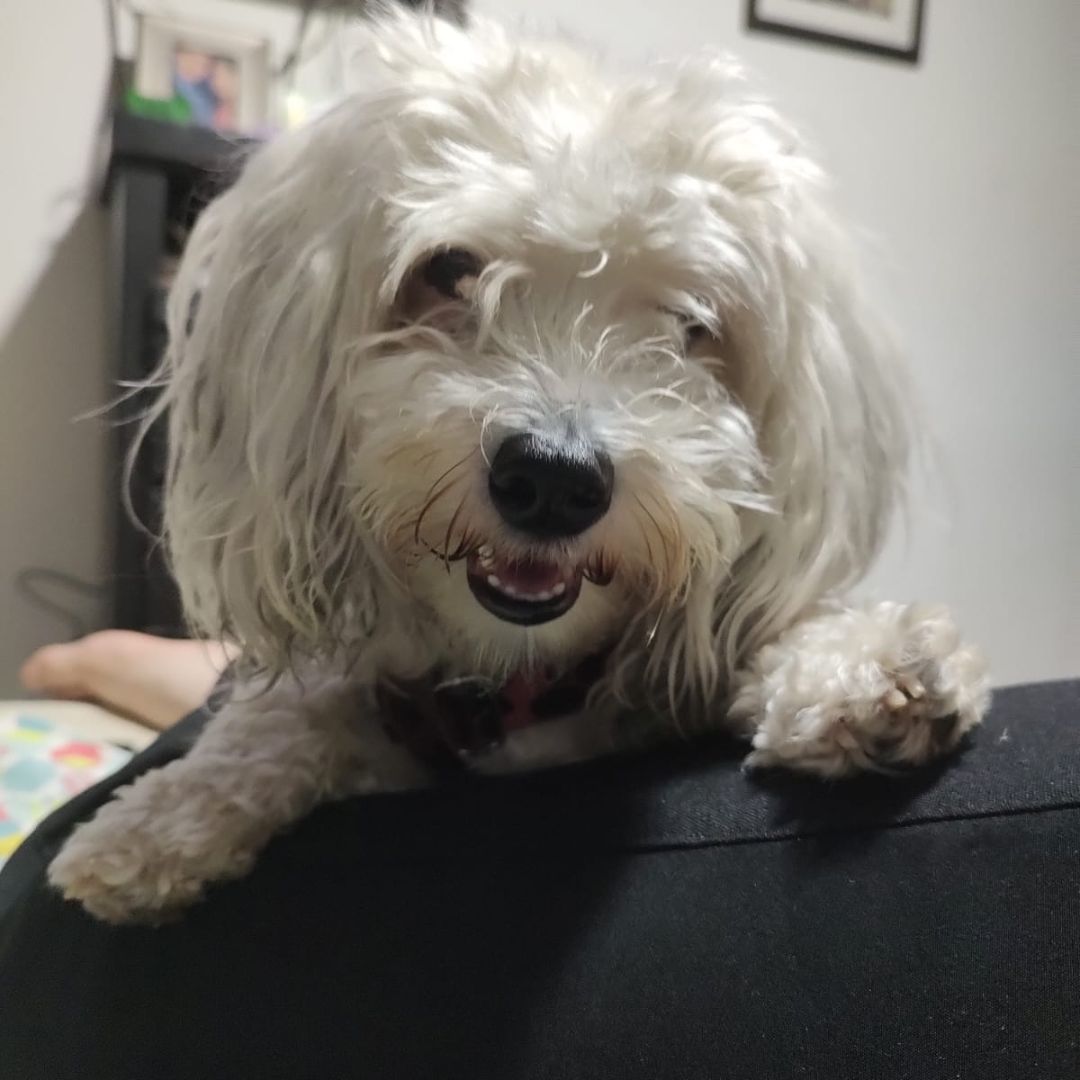 Se busca perrita 'Sammy': fue raptada en medio de un robo de camioneta 1 Se busca perrita 'Sammy': fue raptada en medio de un robo de camioneta Desde el pasado 5 de octubre la familia de Sammy, una perrita French Poodle de 3 años, la busca desesperadamente, pues fue hurtada junto a un vehículo en el municipio de Madrid.