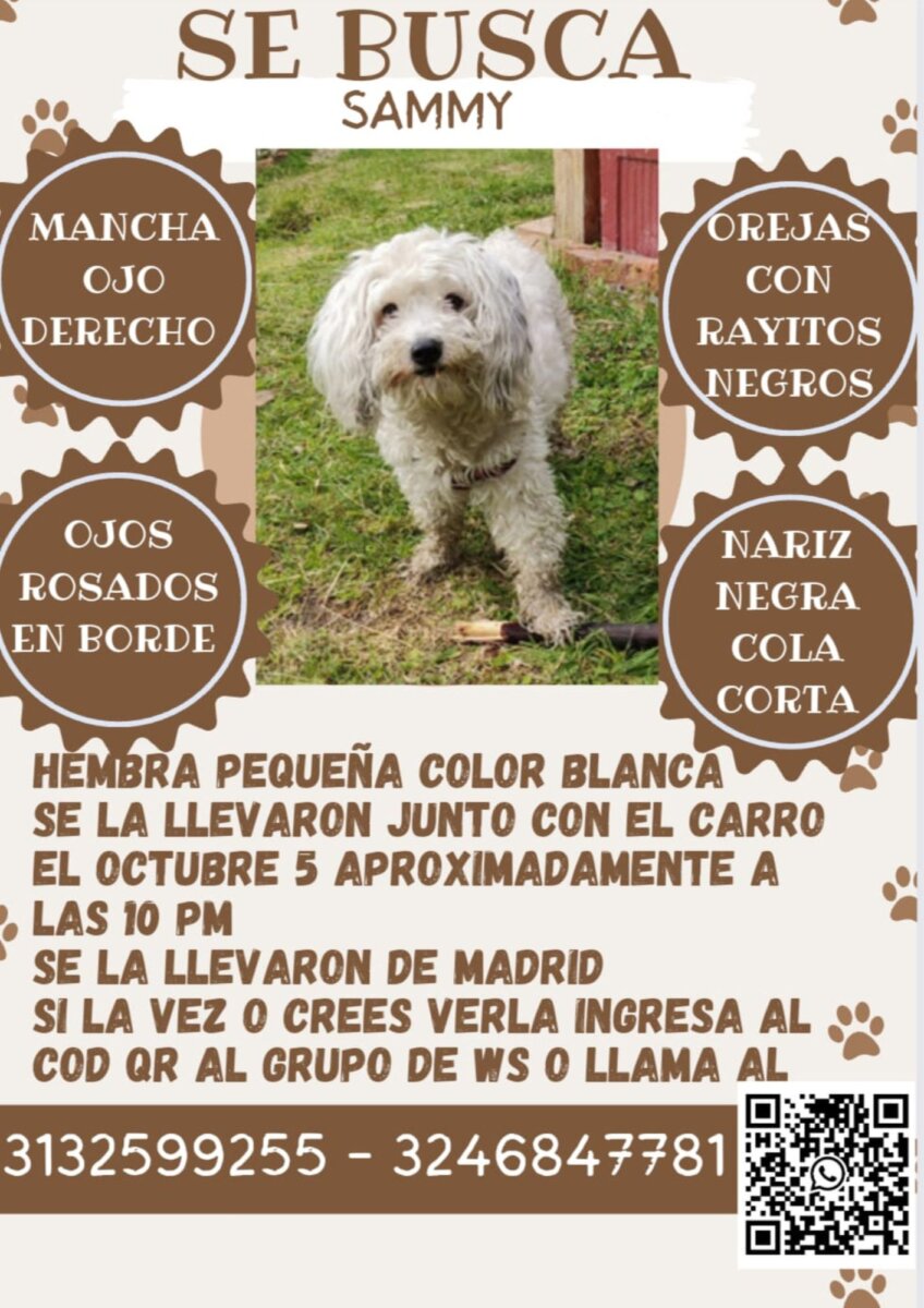 Se busca perrita 'Sammy': fue raptada en medio de un robo de camioneta 3 Se busca perrita 'Sammy': fue raptada en medio de un robo de camioneta Desde el pasado 5 de octubre la familia de Sammy, una perrita French Poodle de 3 años, la busca desesperadamente, pues fue hurtada junto a un vehículo en el municipio de Madrid.