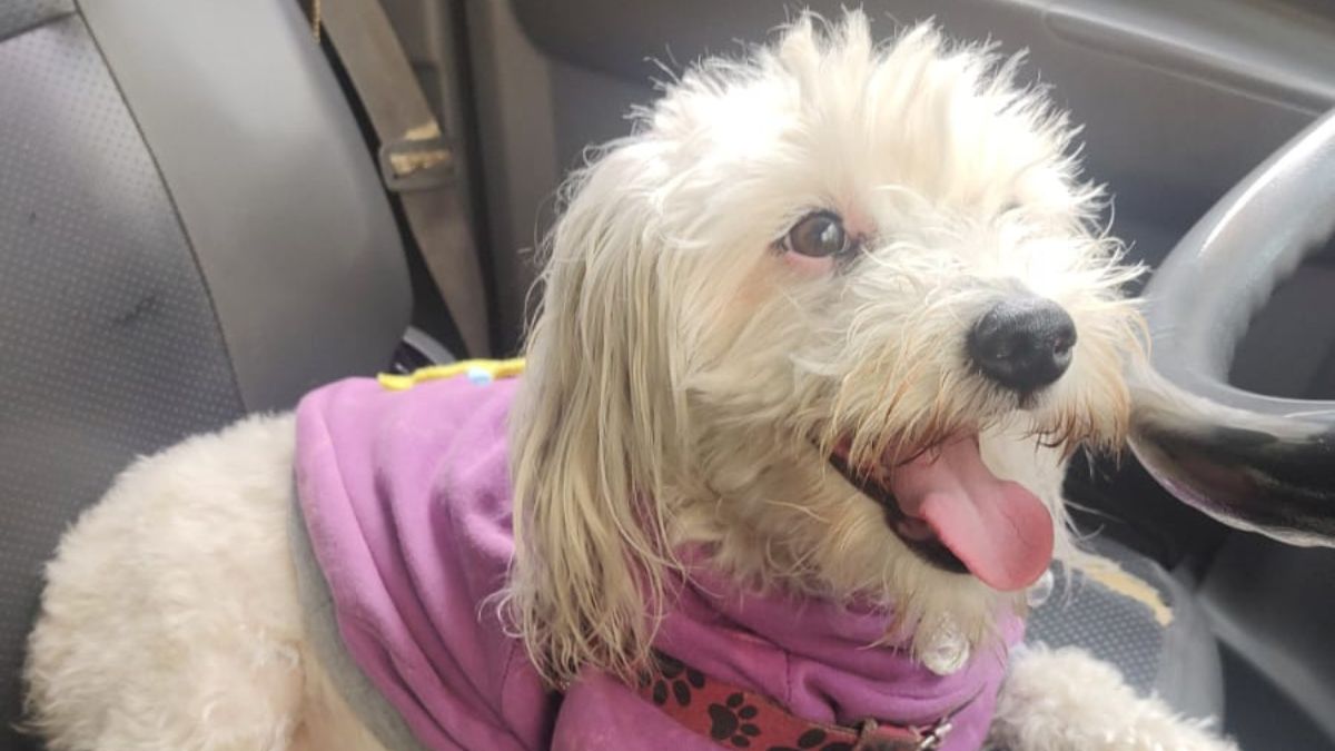 Se busca perrita 'Sammy': fue raptada en medio de un robo de camioneta Desde el pasado 5 de octubre la familia de Sammy, una perrita French Poodle de 3 años, la busca desesperadamente, pues fue hurtada junto a un vehículo en el municipio de Madrid.