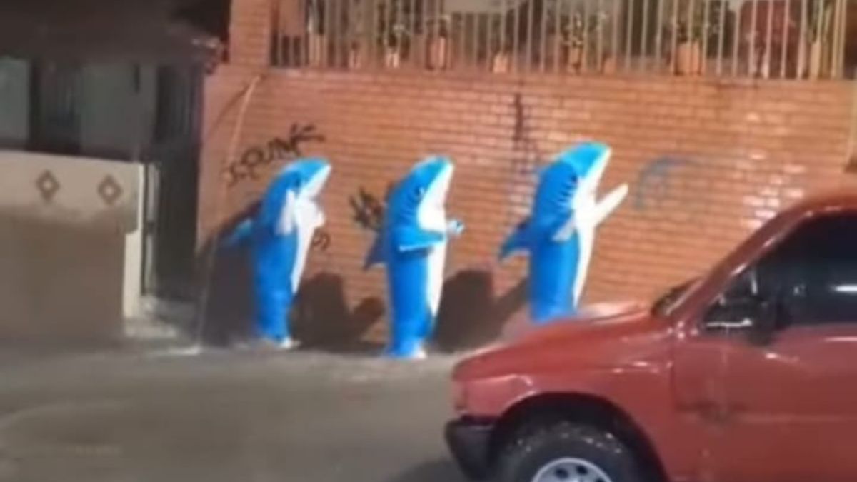 Captan a personas disfrazadas de tiburón y bailando bajo la lluvia 2 Captan a personas disfrazadas de tiburón y bailando bajo la lluvia En redes sociales se ha viralizado un video en el que personas disfrazadas de tiburón aparecen bailando mientras cae tremendo aguacero.