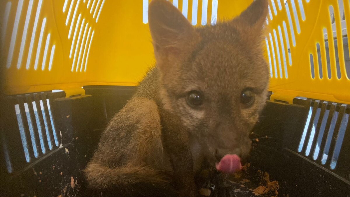 ¡Insólito! Familia en Bosa tenía como mascota a un zorro 1 ¡Insólito! Familia en Bosa tenía como mascota a un zorro Las autoridades rescataron un pequeño zorro que era tenido ilegalmente como mascota en una vivienda de la localidad de Bosa.