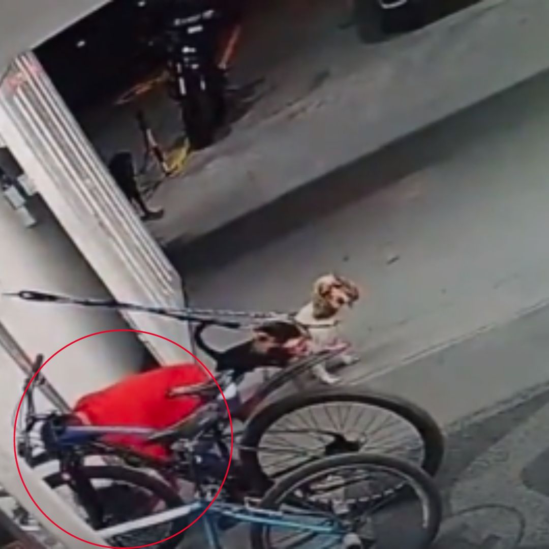 ¡Pilas! Así se robaron una bicicleta de un supermercado en Fontibón 2 ¡Pilas! Así se robaron una bicicleta de un supermercado en Fontibón En un video que se ha compartido en redes sociales, quedó registrada la forma en la que delincuentes se roban las bicicletas que dejan las personas aseguradas antes de ingresar a un supermercado.