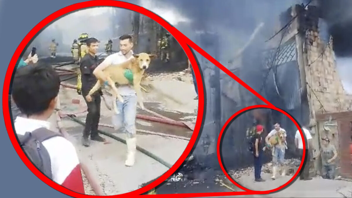¡Salvaron a Tony!: perrito fue rescatado del incendio en inmediaciones del Hospital Meissen En medio del fuerte incendió que se reportó esta tarde cerca al Hospital Meissen, ubicado en ciudad Bolívar, un hombre logró rescatar a un perro de las llamas que quemaban una vivienda.