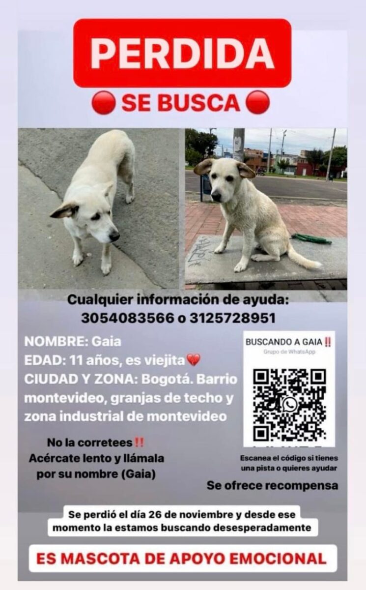 Buscan a Gaia, perrita desaparecida en Puente Aranda La perrita se perdió el pasado 26 de noviembre en inmediaciones del centro comercial Plaza Central.