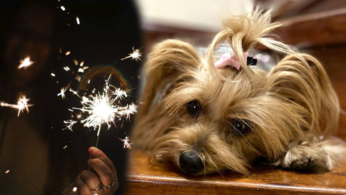 Consejos para que proteja a su mascota de la pólvora La pólvora invade los cielos en época decembrina y los más perjudicados con estos espectáculos son los peluditos, por eso en Q'HUBO le traemos algunos consejos para proteger a su mascota de los fuertes estruendos.