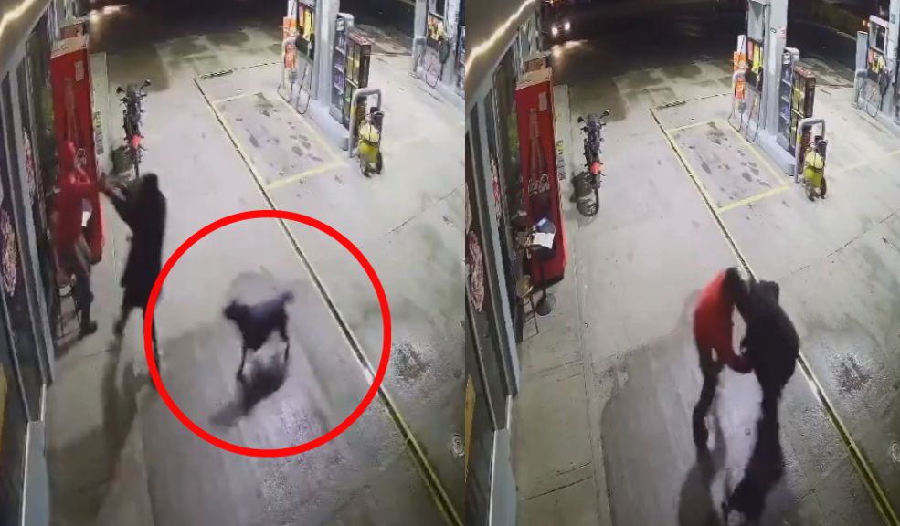 EN VIDEO: ¡Una heroína! Perrita evitó que ladrón robara a su dueño 8 EN VIDEO: ¡Una heroína! Perrita evitó que ladrón robara a su dueño En un acto de valentía, una perrita luchó contra un delincuente que intentaba robar a su dueño en Tibasosa (Boyacá).