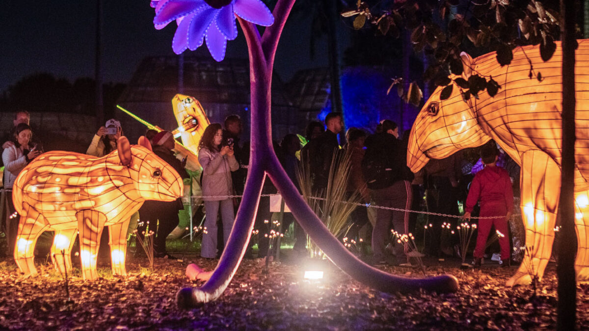 El Jardín Botánico se prepara para recibir el 2024 con 'MajestuOSOS' 6 El Jardín Botánico se prepara para recibir el 2024 con 'MajestuOSOS' La capital colombiana se viste de luces y color durante las festividades de fin de año. Es por esto que el Jardín Botánico de Bogotá se convertirá en el escenario perfecto para la magia y la contemplación con su evento especial "MajestuOSOS", en colaboración con Brilla Colombia.