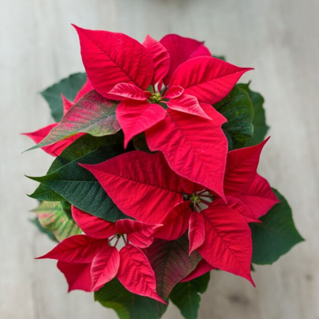 Flor de Nochebuena: ¿Porqué es el símbolo de la Navidad? ¿alguna vez te has preguntado por qué esta flor se ha convertido en el emblema navideño por excelencia? ¡Aquí te lo contamos!
