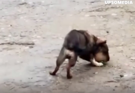 Impactante caso de maltrato animal: un perrito fue encontrado con su cabeza hinchada 1 Impactante caso de maltrato animal: un perrito fue encontrado con su cabeza hinchada A simple vista parecía que el perrito tenía alguna enfermedad o que fue picado por abejas; sin embargo, se descubrió que el canino era víctima de maltrato animal.
