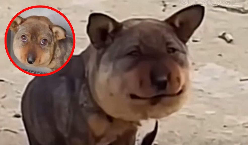 Impactante caso de maltrato animal: un perrito fue encontrado con su cabeza hinchada A simple vista parecía que el perrito tenía alguna enfermedad o que fue picado por abejas; sin embargo, se descubrió que el canino era víctima de maltrato animal.