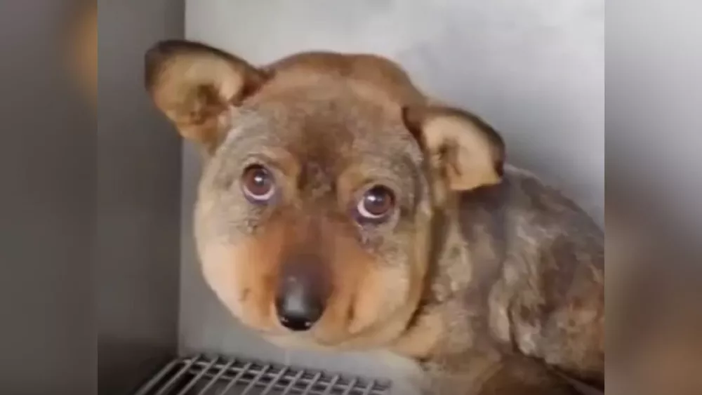 Impactante caso de maltrato animal: un perrito fue encontrado con su cabeza hinchada 2 Impactante caso de maltrato animal: un perrito fue encontrado con su cabeza hinchada A simple vista parecía que el perrito tenía alguna enfermedad o que fue picado por abejas; sin embargo, se descubrió que el canino era víctima de maltrato animal.