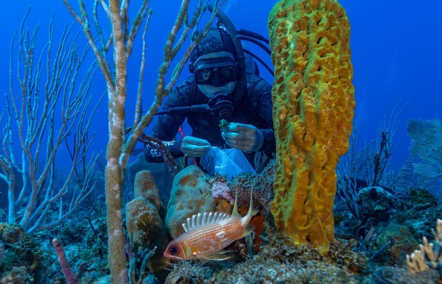 National Geographic vuelve a explorar los océanos colombianos National Geographic Pristine Seas tiene preparado un documental para celebrar la protección de más del 30% de los océanos de Colombia.