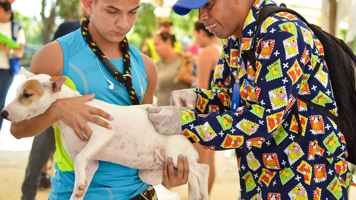 No se pierda estas jornadas de esterilización en Kennedy Los peluditos también merecen regalos de navidad, y que mejor detalle que cuidar de su salud esterilizándolos.