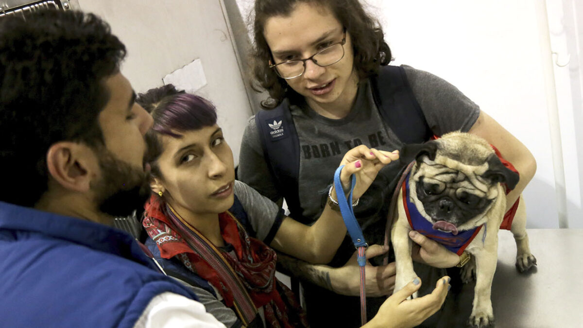 No se pierda estas jornadas de esterilización en Kennedy Los peluditos también merecen regalos de navidad, y que mejor detalle que cuidar de su salud esterilizándolos.