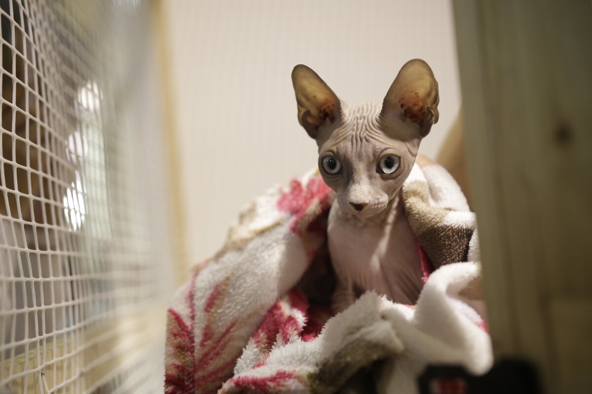 No se pierda estas jornadas de esterilización en Kennedy Los peluditos también merecen regalos de navidad, y que mejor detalle que cuidar de su salud esterilizándolos.