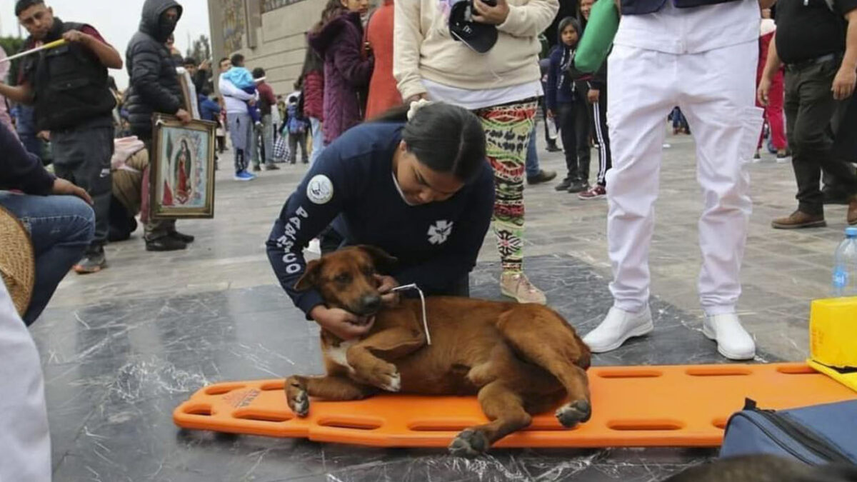 Paramédicos auxiliaron a perrito que se desmayó en una iglesia 5 Paramédicos auxiliaron a perrito que se desmayó en una iglesia El perrito se desmayó luego de un largo recorrido que hizo en una celebración religiosa.