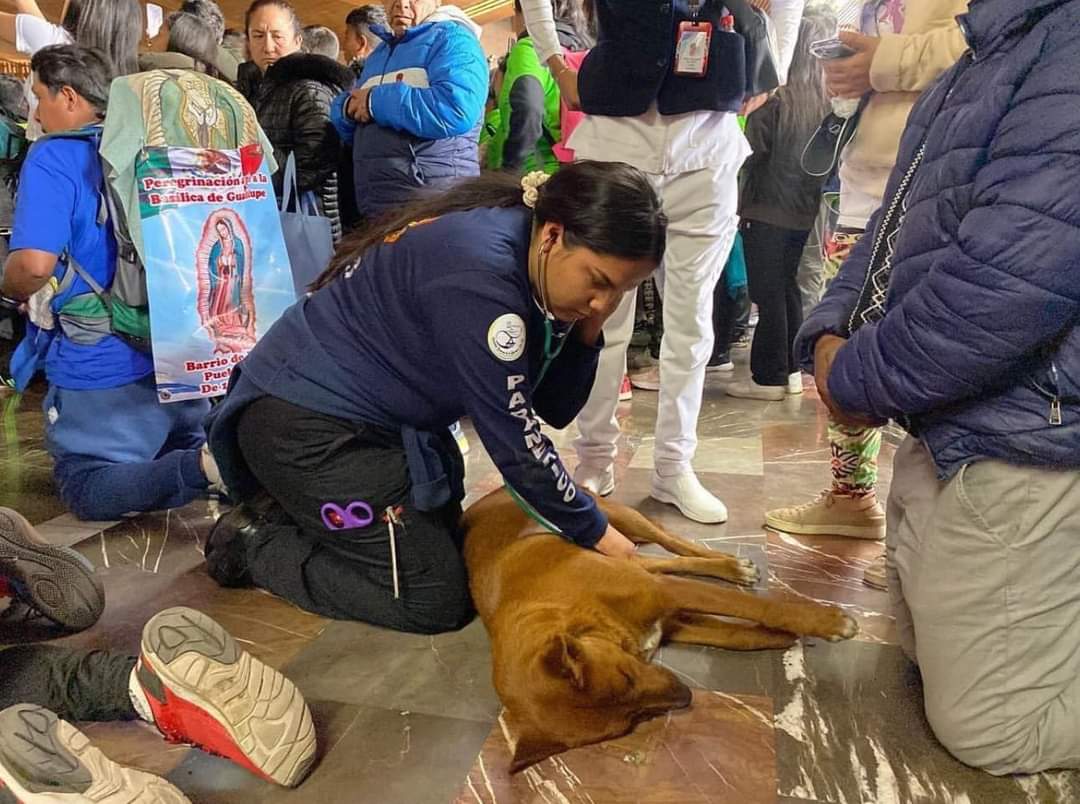 Paramédicos auxiliaron a perrito que se desmayó en una iglesia El perrito se desmayó luego de un largo recorrido que hizo en una celebración religiosa.