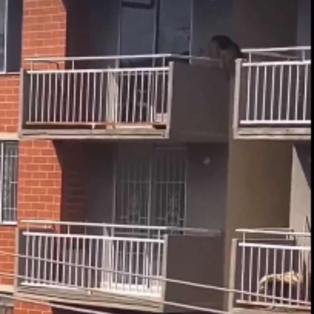 Perrito cae de quinto piso tras estar bajo el sol y sin agua 1 Perrito cae de quinto piso tras estar bajo el sol y sin agua ¡Doloroso! Perrito cae desde el quinto piso de un conjunto residencial, al parecer, tras estar expuesto varias horas al sol y sin agua.