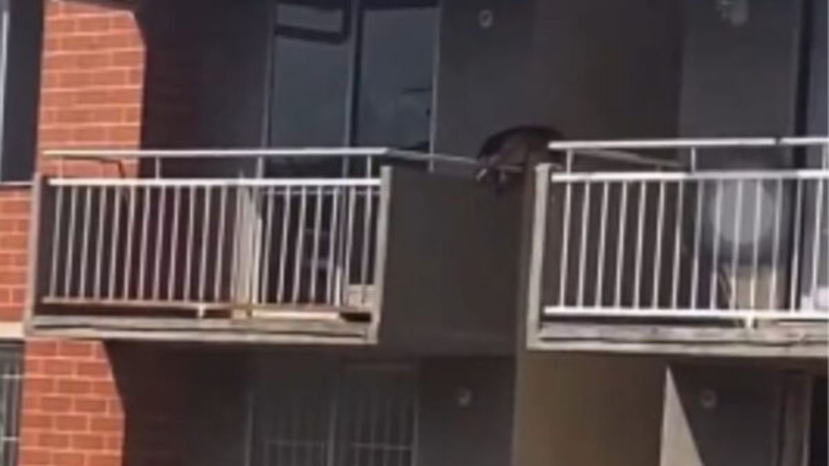 Perrito cae de quinto piso tras estar bajo el sol y sin agua ¡Doloroso! Perrito cae desde el quinto piso de un conjunto residencial, al parecer, tras estar expuesto varias horas al sol y sin agua.