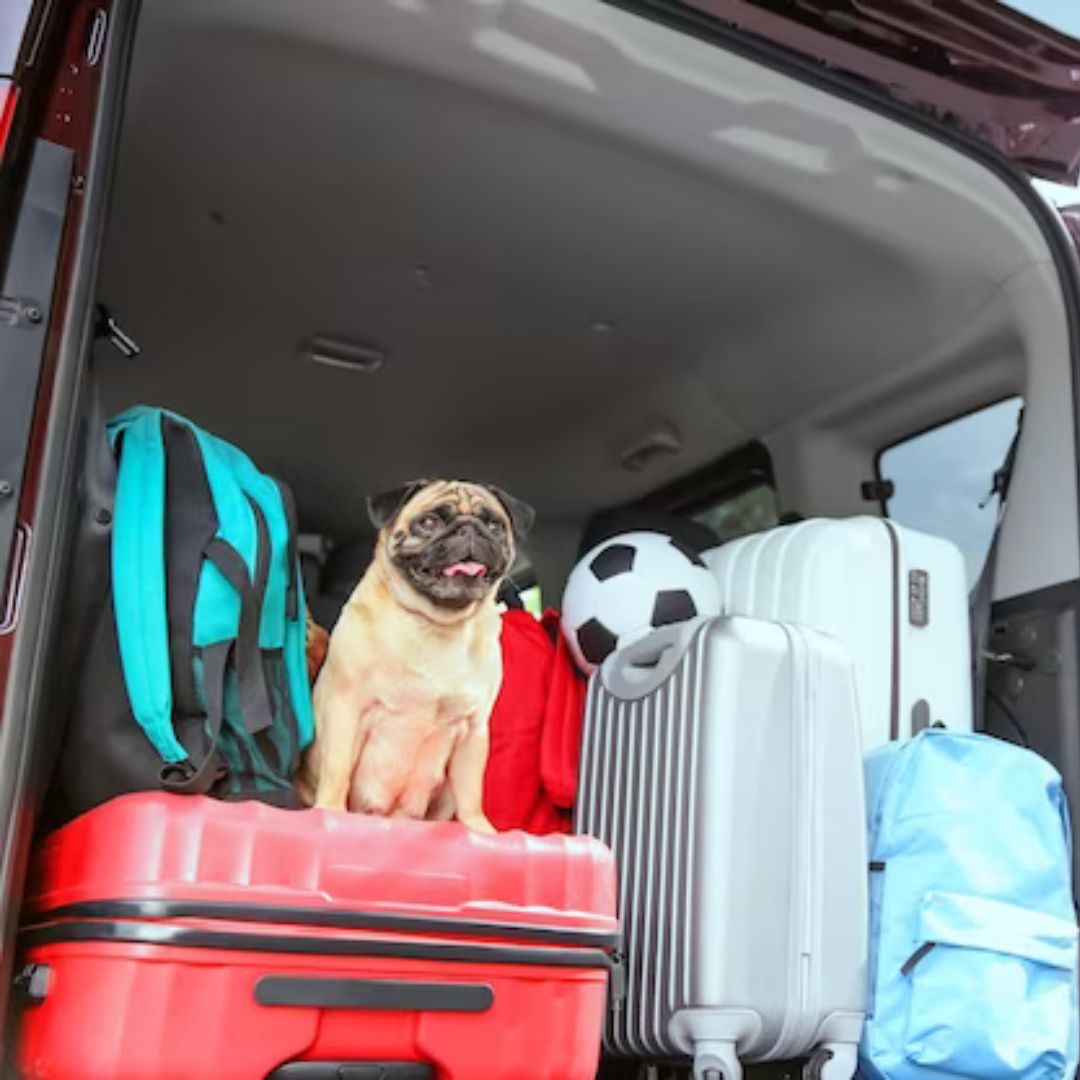Tips para salir de viaje por carretera con la mascota Bien se dice que las mascotas son un integrante más de la familia y con la misma importancia de los demás. Por eso, ¿quién quiere dejarlos en vacaciones?