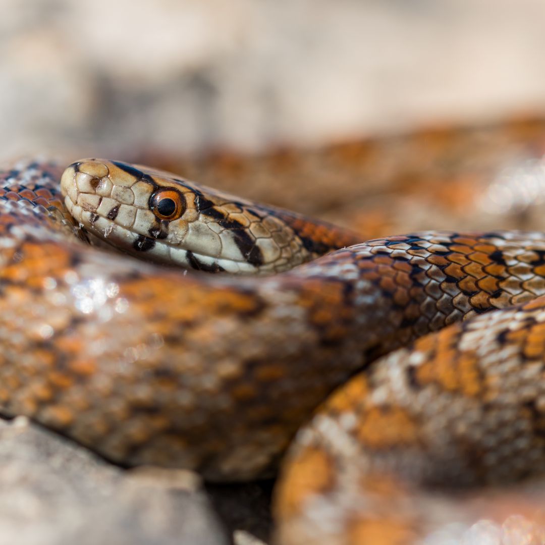 Un hombre escapó a punta de mordiscos del ataque de una serpiente El filipino Boljulio Aleria, de 48 años, enfrentó valientemente a una serpiente pitón que lo atacó mientras circulaba en moto