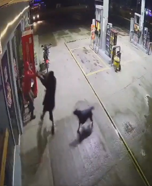 EN VIDEO: ¡Una heroína! Perrita evitó que ladrón robara a su dueño 1 perrita