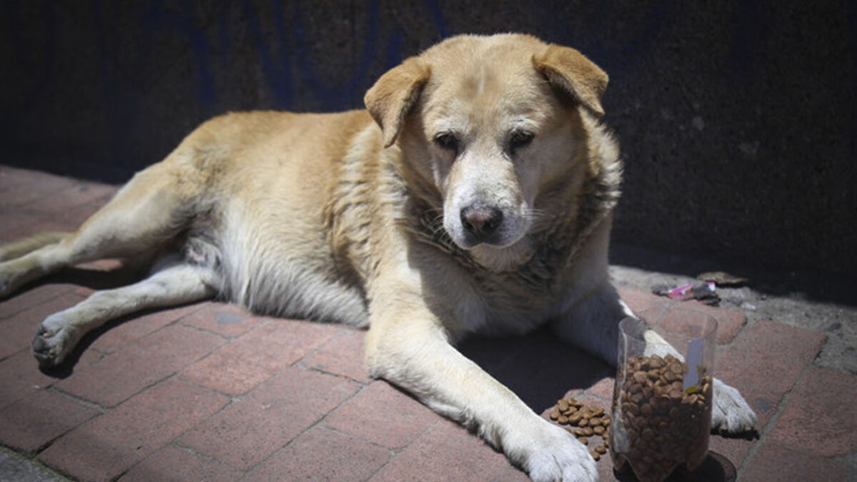¡Aberrante! Denuncian abuso sexual a perrita Denuncian repudiable caso de abuso sexual a una perrita.