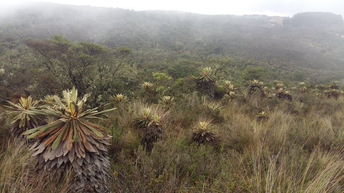¡Que no todo sea rumba! Estos son los páramos que puede visitar cerca a Bogotá Los páramos cercanos a Bogotá se presentan como joyas naturales que no solo brindan paisajes impresionantes, sino también una serie de beneficios para la salud física y mental.