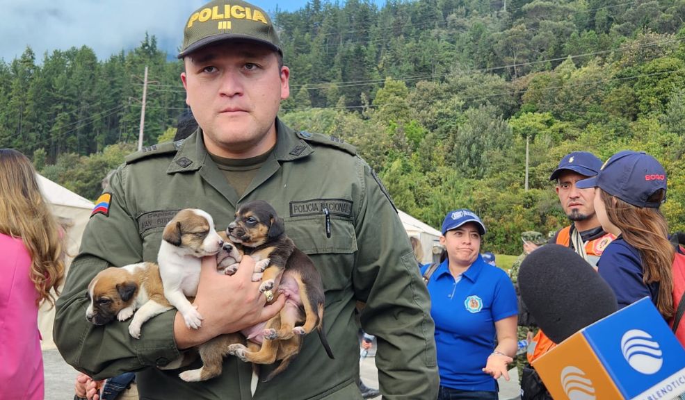 Rescatan a 16 perritos que se encontraban en el cerro El Cable 10 Rescatan a 16 perritos que se encontraban en el cerro El Cable Recientemente se dio a conocer el rescate de 16 cachorros que se encontraban en el cerro El Cable, muy cerca de la zona donde se presenta una fuerte conflagración.