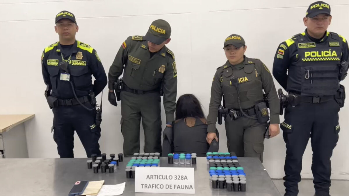 Capturan a brasileña que pretendía sacar 130 ranas venenosas de Colombia Las autoridades comunicaron la captura de una brasileña en el aeropuerto El Dorado, quien intentaba salir del país con 130 ranas venenosas originarias de la región del Pacífico colombiano.