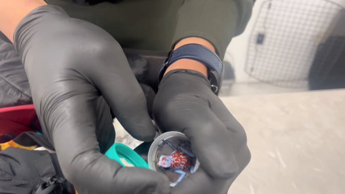 Capturan a brasileña que pretendía sacar 130 ranas venenosas de Colombia 1 Capturan a brasileña que pretendía sacar 130 ranas venenosas de Colombia Las autoridades comunicaron la captura de una brasileña en el aeropuerto El Dorado, quien intentaba salir del país con 130 ranas venenosas originarias de la región del Pacífico colombiano.
