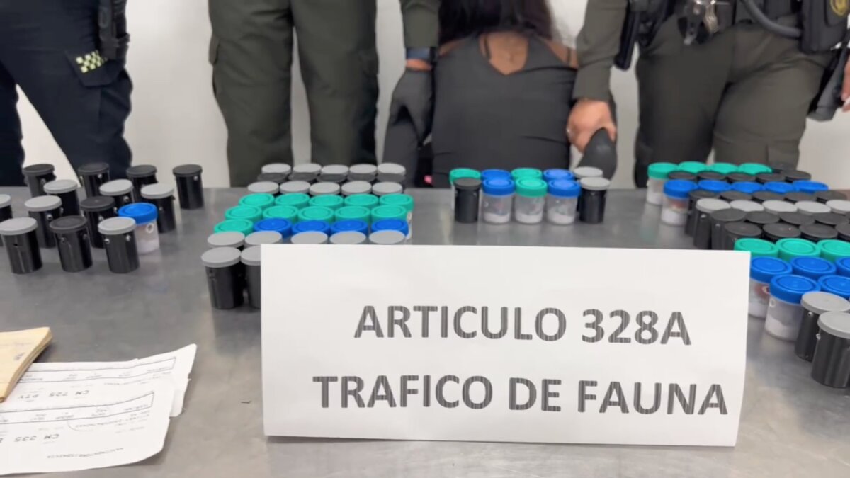 Capturan a brasileña que pretendía sacar 130 ranas venenosas de Colombia 2 Capturan a brasileña que pretendía sacar 130 ranas venenosas de Colombia Las autoridades comunicaron la captura de una brasileña en el aeropuerto El Dorado, quien intentaba salir del país con 130 ranas venenosas originarias de la región del Pacífico colombiano.