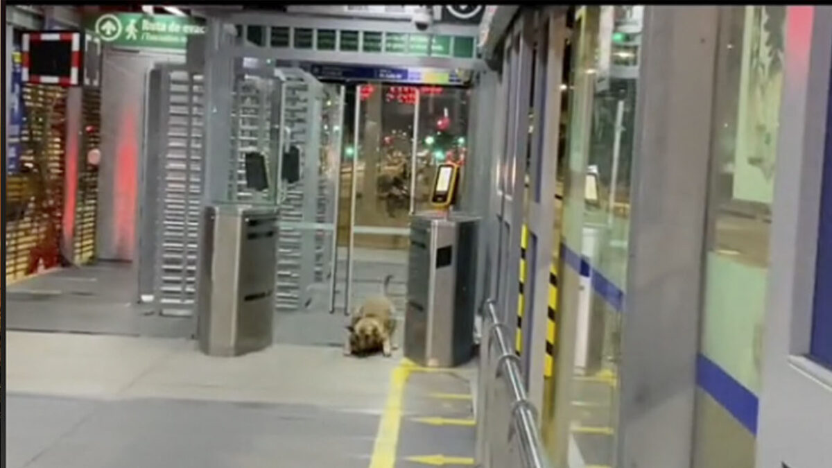 EN VIDEO: Perrito aprende a colarse en TransMilenio 10 EN VIDEO: Perrito aprende a colarse en TransMilenio Y es que por ahí dicen que los perros son el reflejo de sus amos, frase que para esta ocasión encaja muy bien, ya que en redes sociales se viralizó un video que muestra el momento en el que un perro se cuela en TransMilenio junto a su dueño.