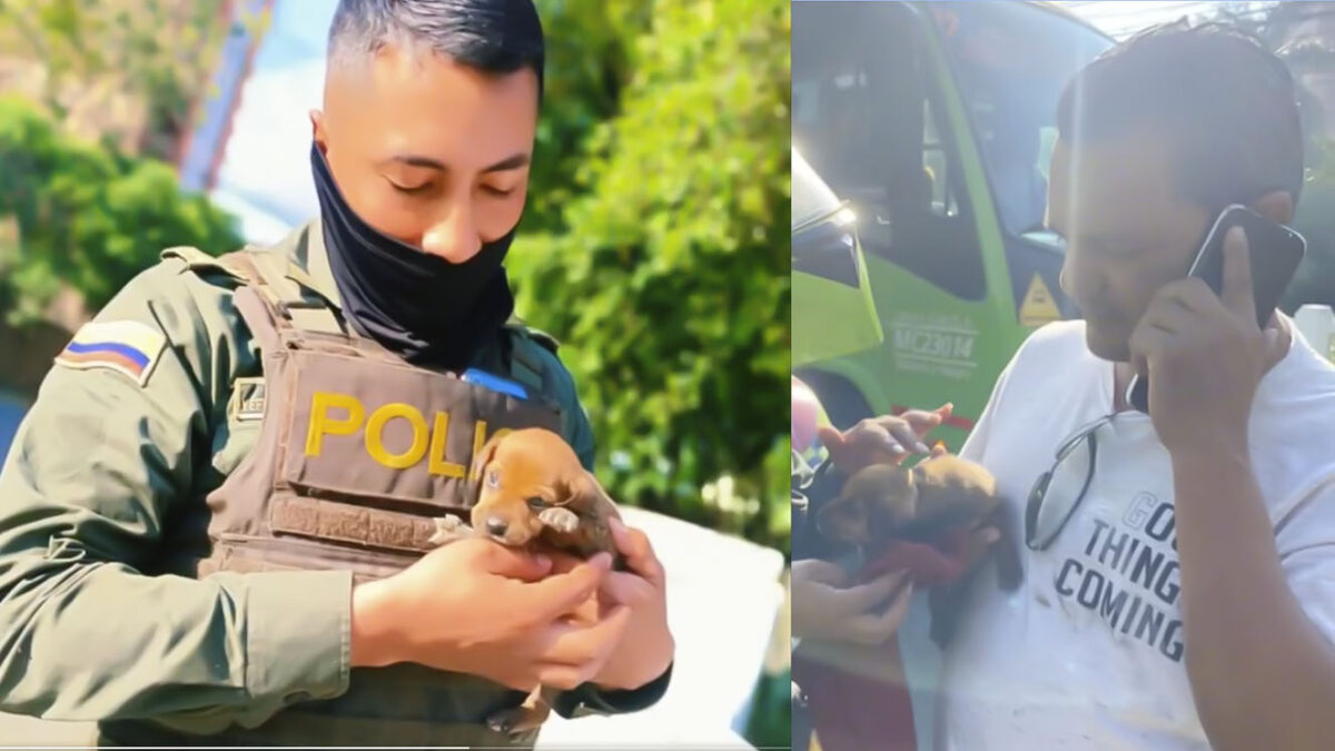 EN VIDEO: Policía rescata un cachorro en un río y ciudadano lo adopta 7 EN VIDEO: Policía rescata un cachorro en un río y ciudadano lo adopta En un noble acto, un ciudadano alertó a un uniformado sobre la presencia de un cachorro en el río Cali. Así fue el rescate del peludito.