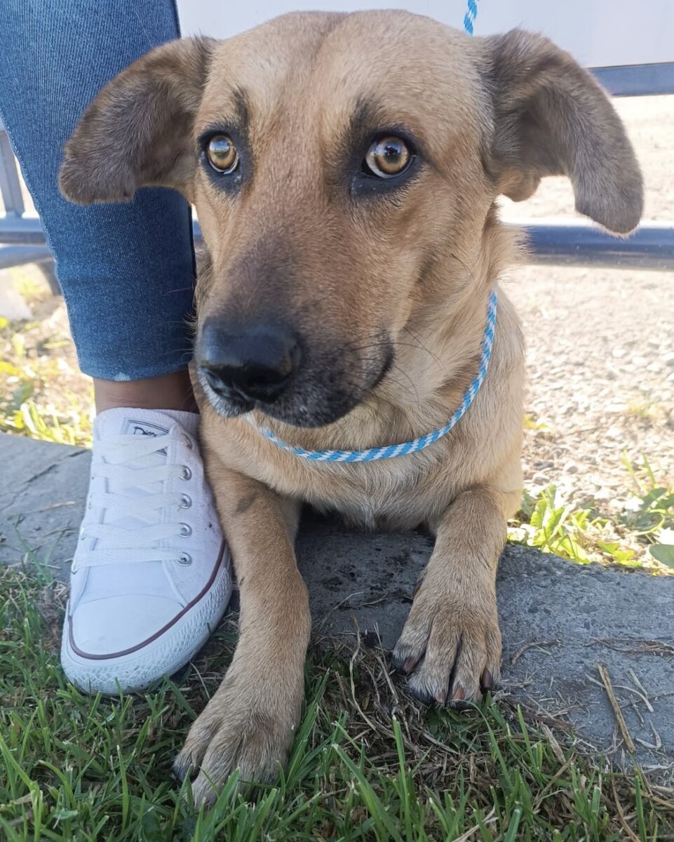 Rescatan cachorro que trepó al techo de una estación de TransMilenio: ahora busca hogar 2 Rescatan cachorro que trepó al techo de una estación de TransMilenio: ahora busca hogar Un cachorro sorprendió al equipo de TransMilenio de la estación de San Mateo, al ser encontrado en el techo de la estructura.