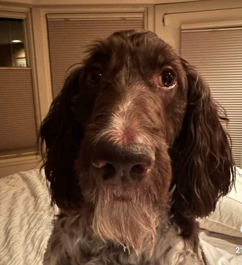 ¡Insólito! Perrito se comió 4.000 dólares en efectivo Cecil, un inofensivo goldendoodle de siete años, se ha convertido en una sensación viral después de haberse devorado sorpresivamente 4.000 dólares.