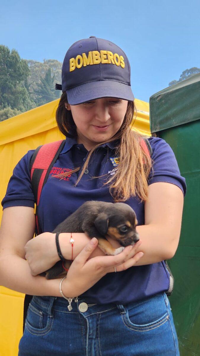 Rescatan a 16 perritos que se encontraban en el cerro El Cable Recientemente se dio a conocer el rescate de 16 cachorros que se encontraban en el cerro El Cable, muy cerca de la zona donde se presenta una fuerte conflagración.