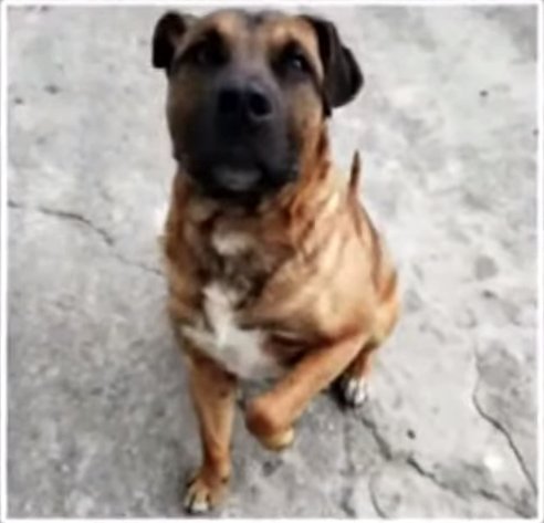 Niño de 5 años fue mordido por un perro: tuvieron que realizarle cirugía reconstructiva en el rostro El niño fue víctima de un grave ataque por parte de un perro en el barrio Moralba, de la localidad de San Cristóbal.