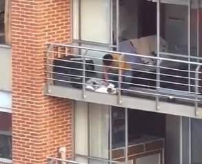 EN VIDEO: Grave denuncia de maltrato a un perrito en conjunto de Usaquén Denuncian maltrato a un perrito al interior del conjunto residencial Mirador de Alameda, en Usaquén.