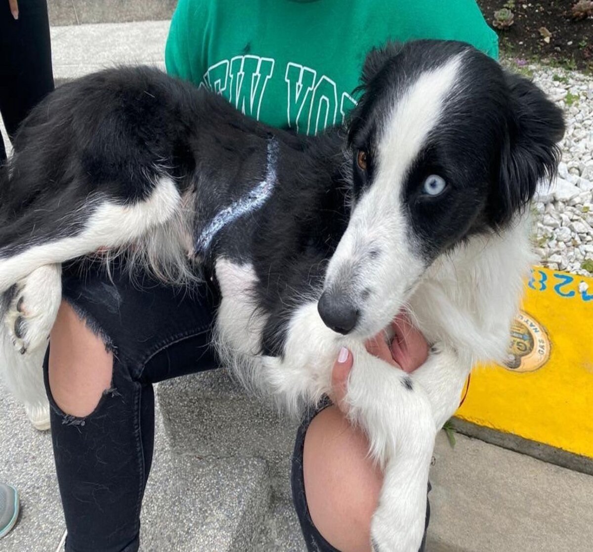 ¡Cuidado con su mascota! Perritos se están lastimando con canecas metálicas de basura 1 ¡Cuidado con su mascota! Perritos se están lastimando con canecas metálicas de basura En el Concejo de Bogotá alertaron sobre las graves heridas en las mascotas ocasionadas por los tornillos o pines puestos en las canecas de basura metálicas en Bogotá.