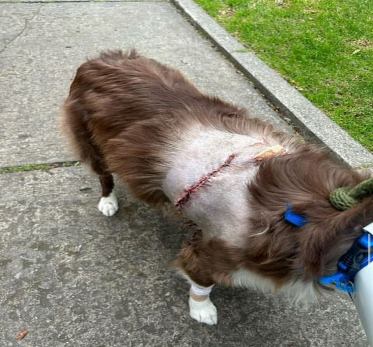 ¡Cuidado con su mascota! Perritos se están lastimando con canecas metálicas de basura 2 ¡Cuidado con su mascota! Perritos se están lastimando con canecas metálicas de basura En el Concejo de Bogotá alertaron sobre las graves heridas en las mascotas ocasionadas por los tornillos o pines puestos en las canecas de basura metálicas en Bogotá.