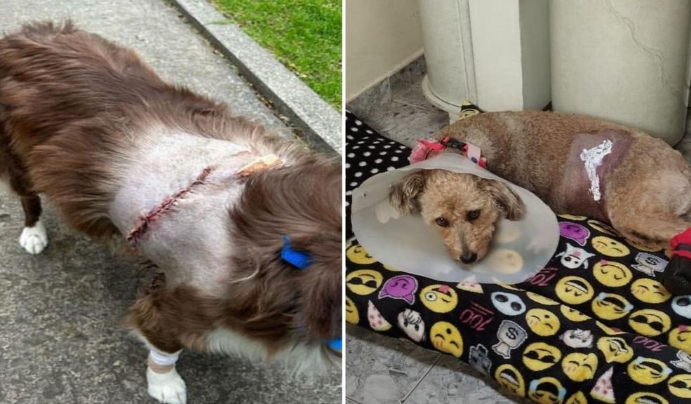 ¡Cuidado con su mascota! Perritos se están lastimando con canecas metálicas de basura En el Concejo de Bogotá alertaron sobre las graves heridas en las mascotas ocasionadas por los tornillos o pines puestos en las canecas de basura metálicas en Bogotá.