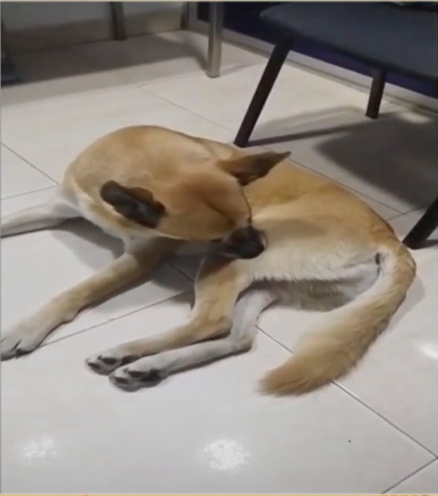Aberrante denuncia de abuso sexual a perrito en Patio Bonito Una grave denuncia de maltrato animal se conoció recientemente en la localidad de Kennedy, en el sector de Patio Bonito, donde los dueños de un perrito manifiestan que su mascota fue abusada sexualmente.