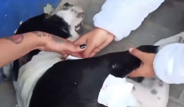 Policía aclara supuesta agresión a perrito en Bosa 1 Policía aclara supuesta agresión a perrito en Bosa En las últimas horas, los habitantes de la localidad de Bosa denunciaron un supuesto ataque con arma de fuego a un perrito por parte de un uniformado.