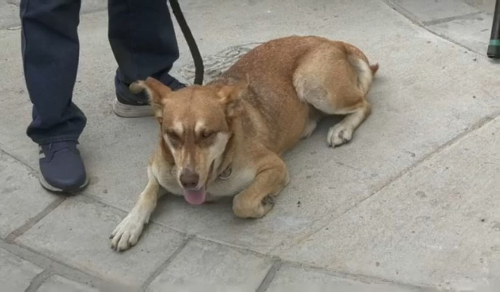 Detalles del envenenamiento a 14 perritos en Cajicá Recientemente, se conoció que 14 perritos fueron envenenados en Cajicá, por lo que las autoridades están ofreciendo una recompensa de $5 millones a quienes ayuden a dar con el paradero de los responsables. En Q'HUBO hablamos con un experto para conocer cómo reaccionar cuando un peludito este presentando síntomas de envenenamiento.