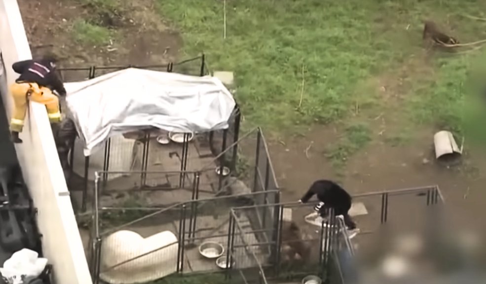Hombre murió devorado por sus perros pitbull 8 Hombre murió devorado por sus perros pitbull El hombre de 35 años fue hallado sin vida en el patio de su propia casa, en Compton, California, Estados Unidos.