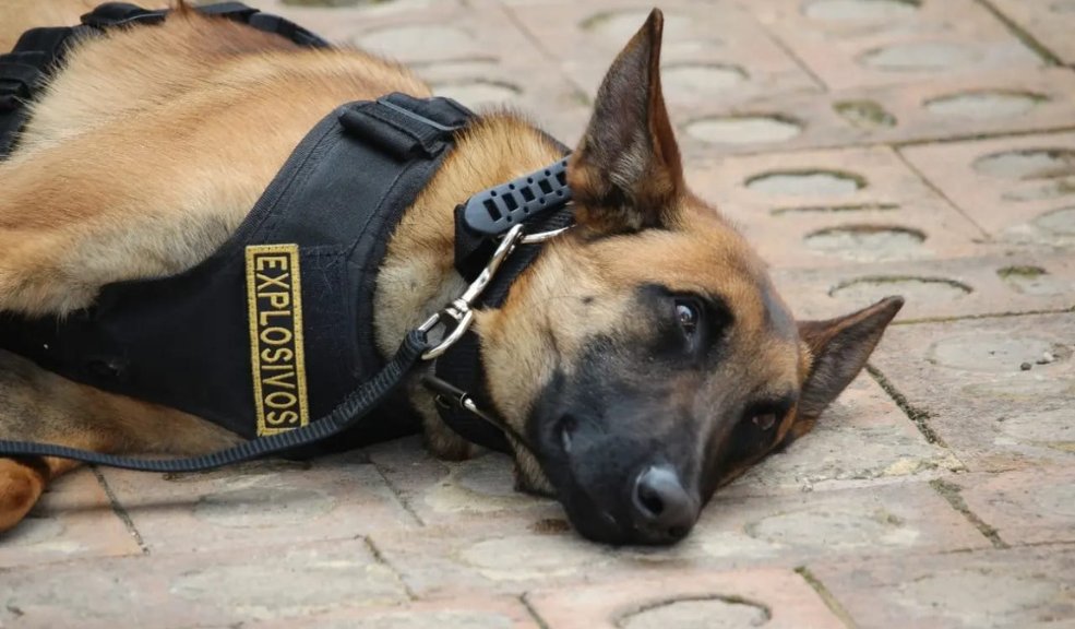 Perrita antiexplosivos murió en ataque de las disidencias de las Farc En medio de un ataque de las disidencias de las Farc en el Cauca, una perrita llamada 'Urca' falleció y el soldado que la acompañaba resultó herido.