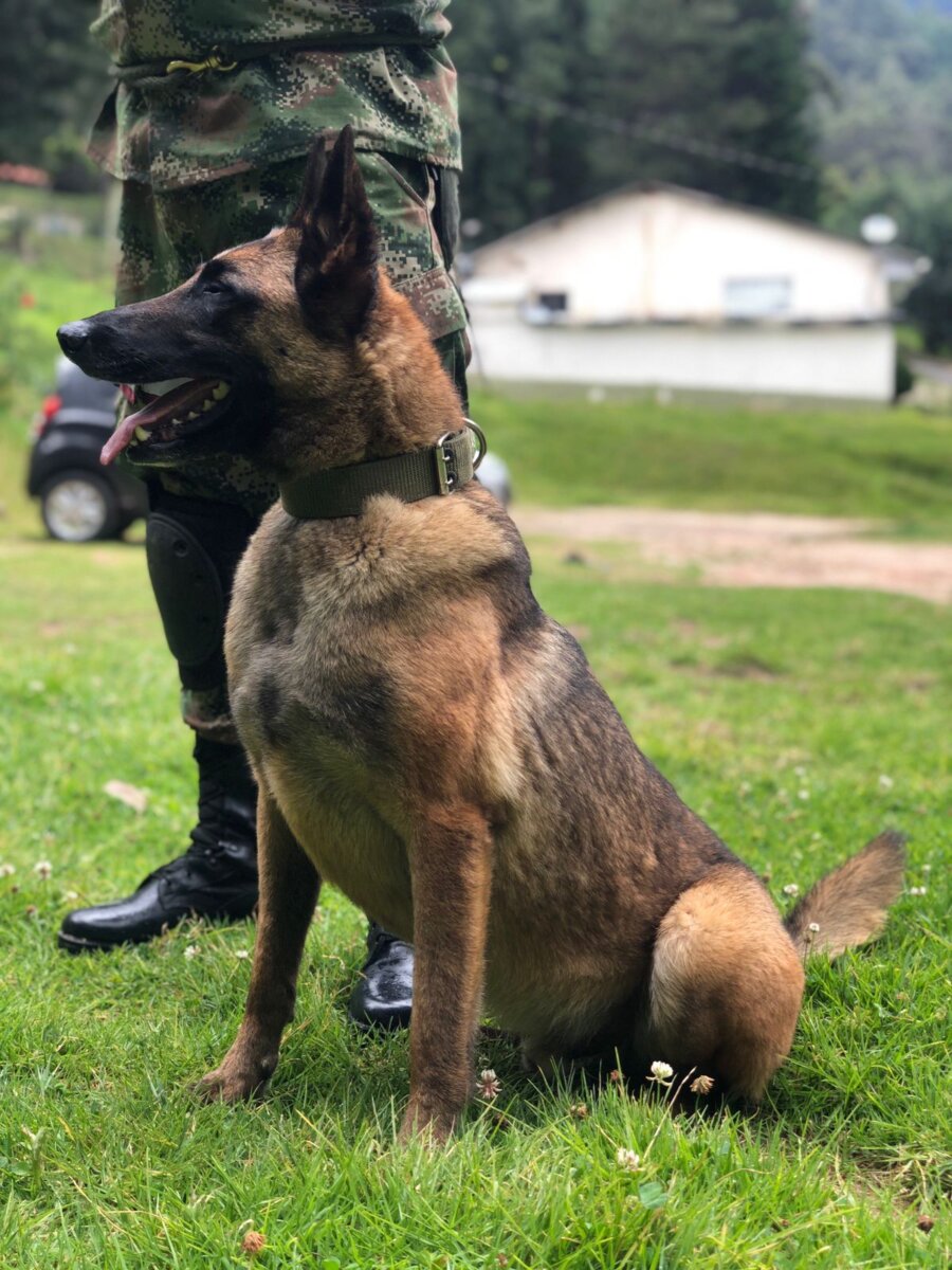 Perrita antiexplosivos murió en ataque de las disidencias de las Farc En medio de un ataque de las disidencias de las Farc en el Cauca, una perrita llamada 'Urca' falleció y el soldado que la acompañaba resultó herido.