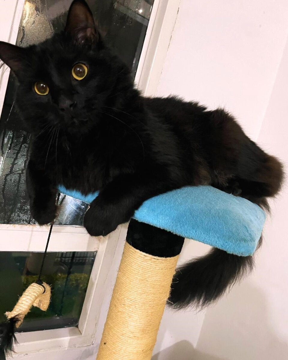 Por esta razón se les dice 'Karen' a los dueños de los gatos 1 Por esta razón se les dice 'Karen' a los dueños de los gatos Popularmente se les llama 'Karen' a los dueños de los 'michis', pero ¿de dónde viene este apodo? En conmemoración al Día del Gato, le contamos la heroica historia que hay detrás de este nombre.