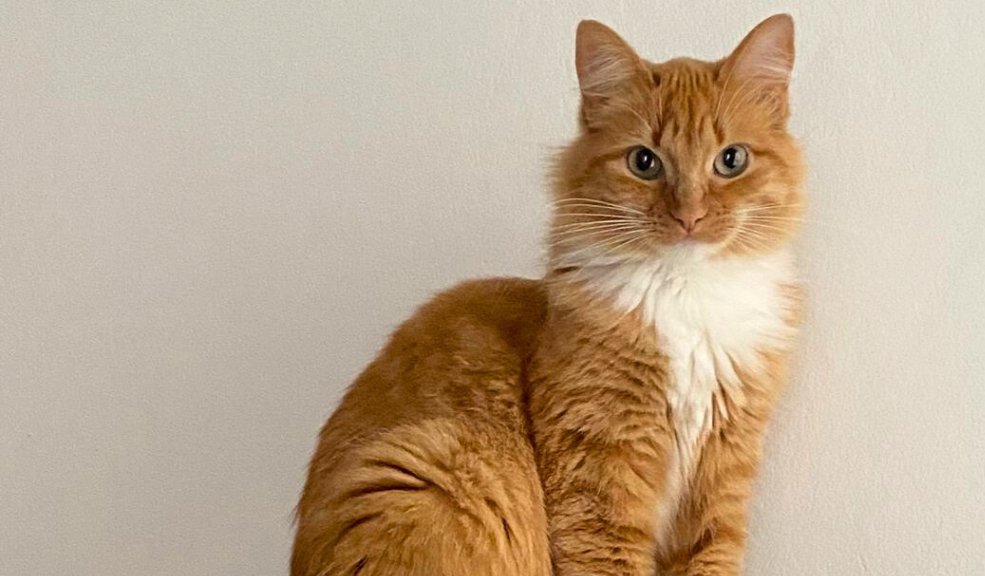 Por esta razón se les dice 'Karen' a los dueños de los gatos Popularmente se les llama 'Karen' a los dueños de los 'michis', pero ¿de dónde viene este apodo? En conmemoración al Día del Gato, le contamos la heroica historia que hay detrás de este nombre.